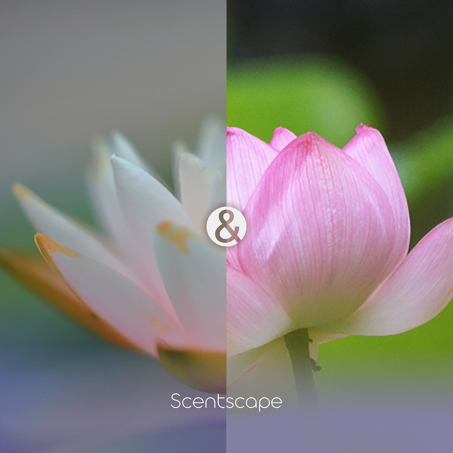 Scentscape - 荷花&睡蓮