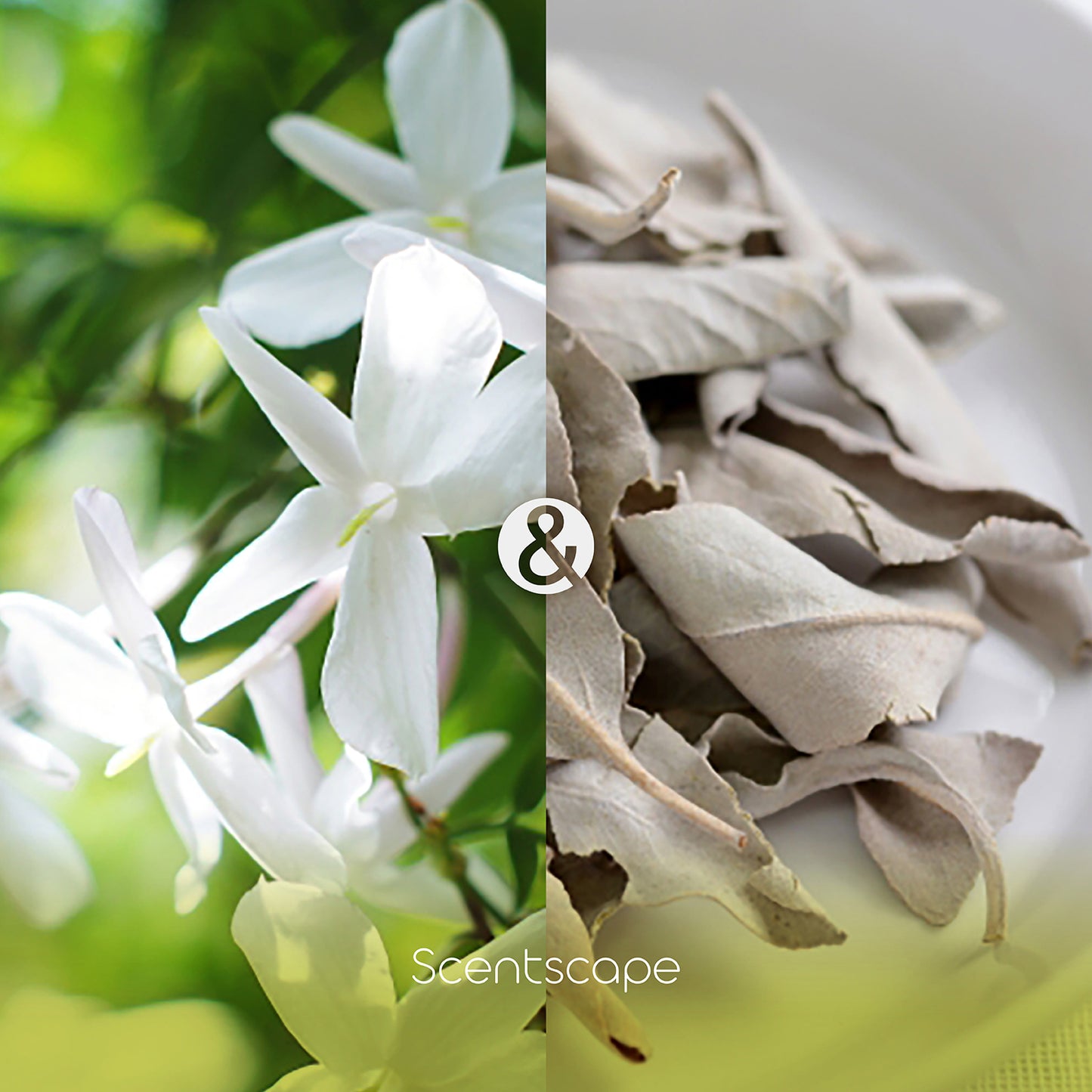 Scentscape - 茉莉花&白鼠尾草