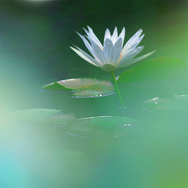 花風PLATINA BLUE WATER LILY 小盒裝