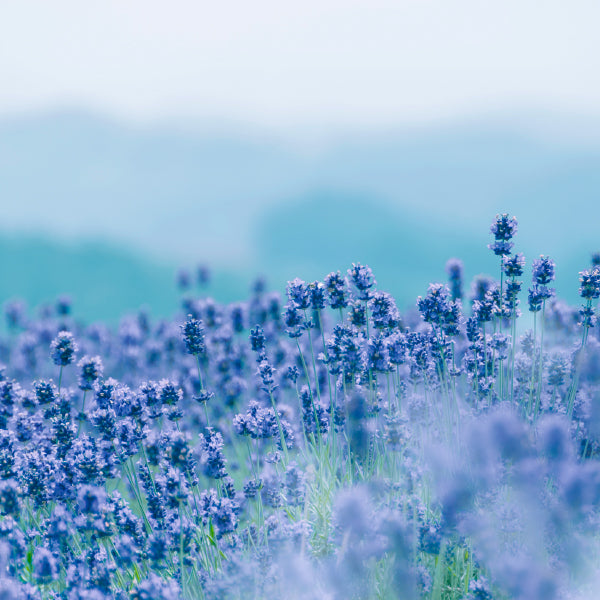薪傳 薰衣草