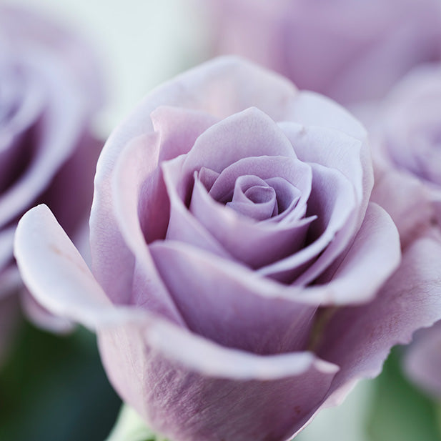 花風PLATINA BLUE ROSE 大盒裝