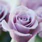 花風PLATINA BLUE ROSE 小盒裝