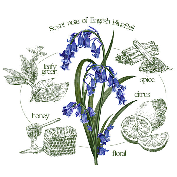 花風PLATINA BLUEBELL 小盒裝