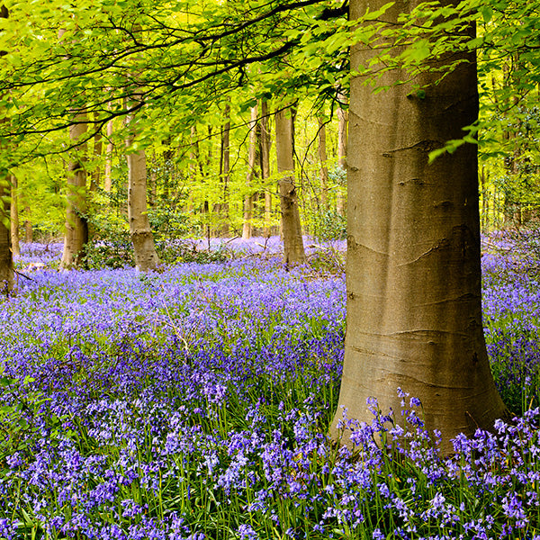 花風PLATINA BLUEBELL 小盒裝