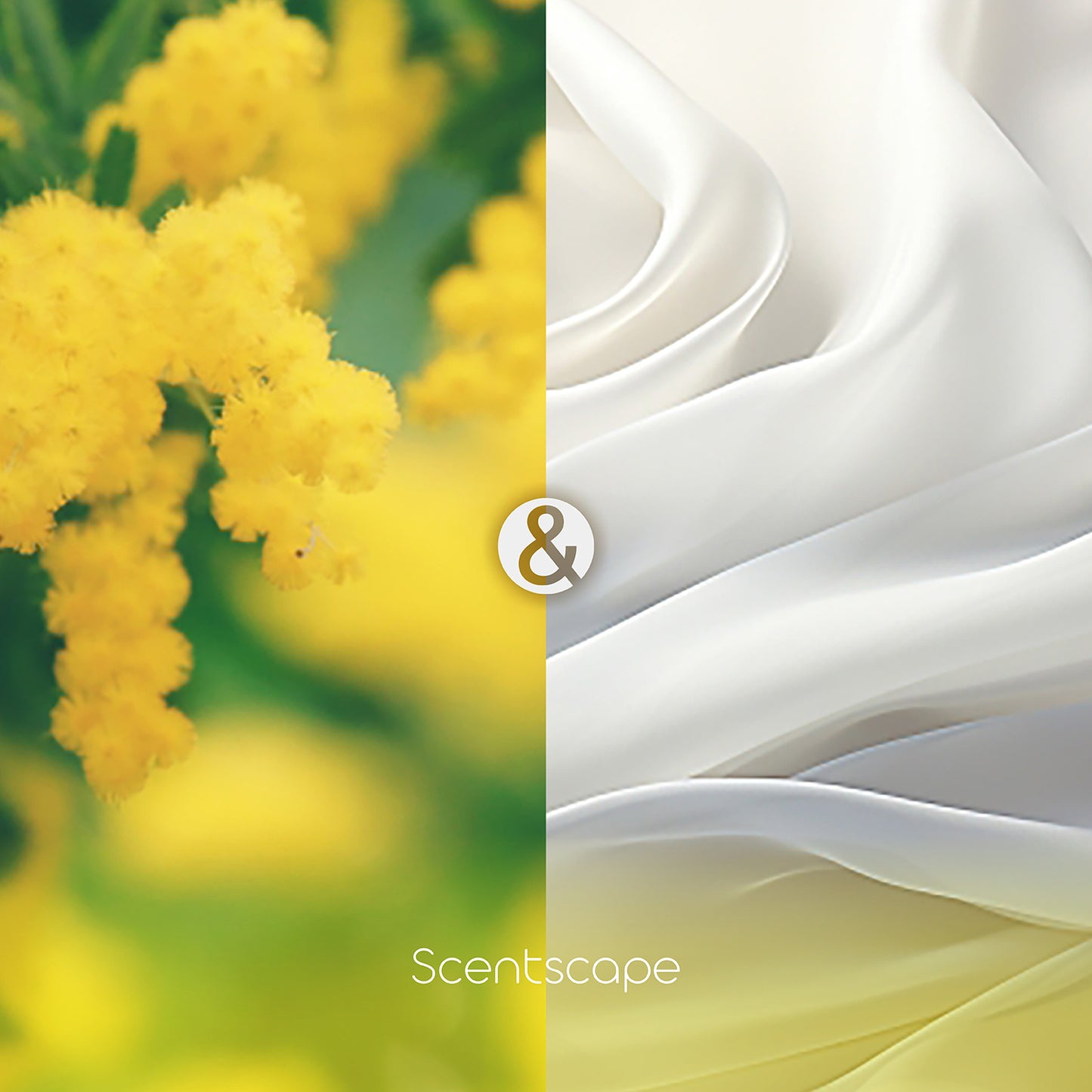 Scentscape - 金合歡&白麝香
