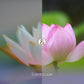 Scentscape - 荷花&睡蓮