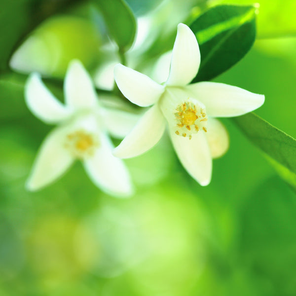 薪傳 花橘